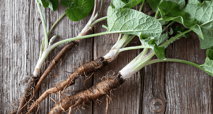 Should I Take Burdock Root? And, What Is It?